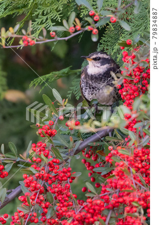 夏になって渡りで姿を消すと鳴き声が聞こえなくなることからツグミの名が付いた冬鳥 79834887