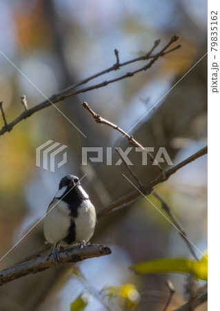 胸のネクタイが可愛らしい身近な野鳥 シジュウカラ 胸のネクタイが可愛らしい身近な野鳥 シジュウカラ 79835162