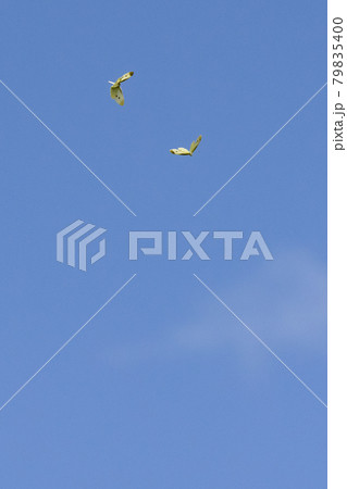 ひらひらと舞う白い妖精　モンシロチョウ 79835400