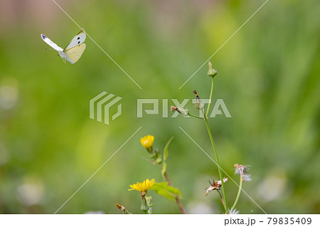ひらひらと舞う白い妖精　モンシロチョウ 79835409