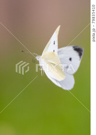 ひらひらと舞う白い妖精　モンシロチョウ 79835410