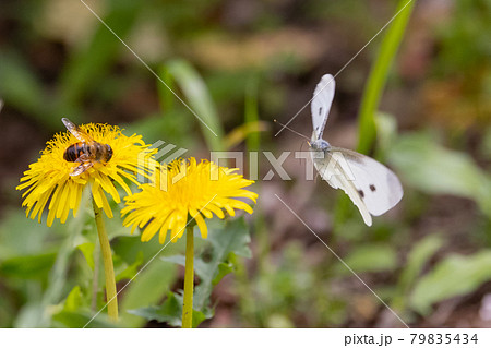 ひらひらと舞う白い妖精　モンシロチョウ 79835434