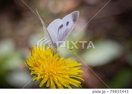 ひらひらと舞う白い妖精　モンシロチョウ 79835443