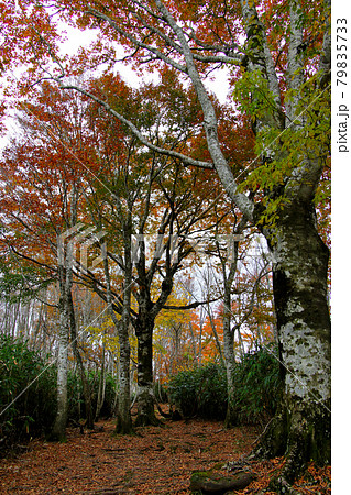 氷ノ山山頂までの落葉の登山道　森林浴を実感できる大きな木々　縦位置 79835733