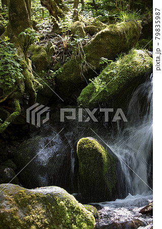 コケ 谷 岩 79835987