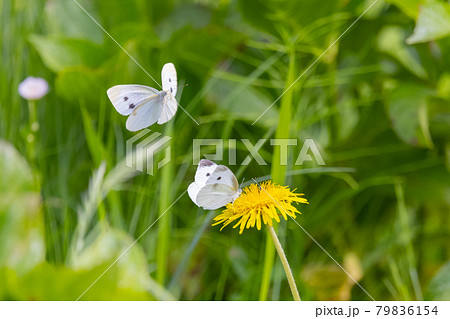 ひらひらと舞う白い妖精　モンシロチョウ 79836154
