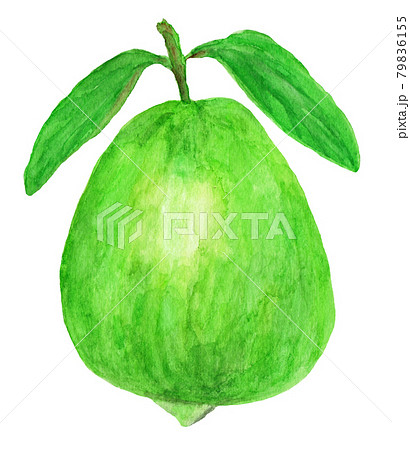 グアバの水彩イラスト 79836155