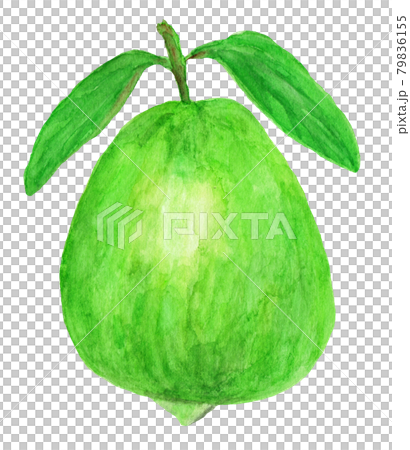 番石榴水彩插圖 79836155