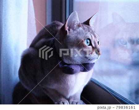 窓際で外を見つめる猫 窓際で外を見つめる猫 79836161