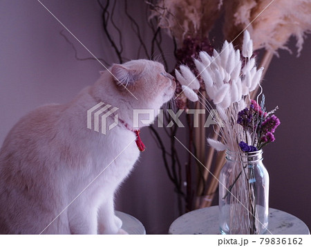 花を嗅ぐ猫 花を嗅ぐ猫 79836162