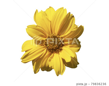 A single mountain arnica flower, close-up. Arnica is also known by the names mountain tobacco, leopard's bane and wolfsbane. Isolated on white background. 79836236