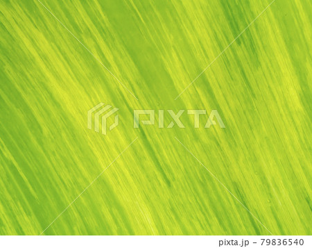 Close up the banana leaves of spotted plant background. Close up the banana leaves of spotted plant background. 79836540