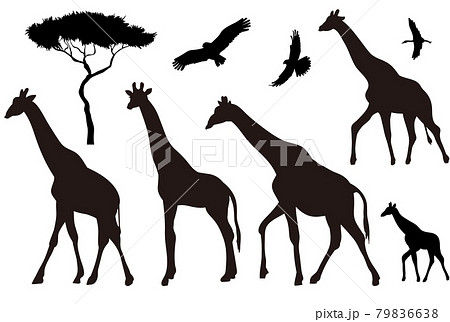5種類のキリンと3種類の鳥のシルエットイラストセットのイラスト素材