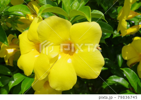 黄色のアラマンダの花の写真素材