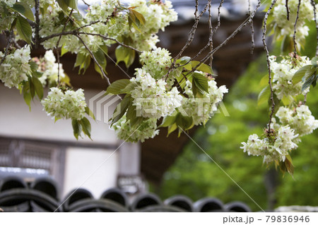 桜 花 春 79836946