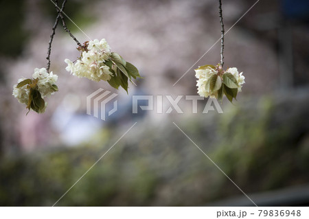 桜 花 春 79836948