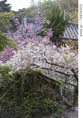 桜 花 春 79836950