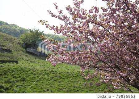 花 春 桜 79836963