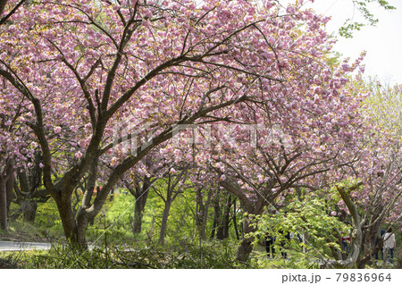 花 春 桜 79836964