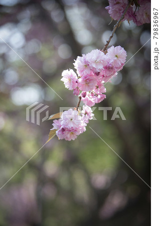 花 春 桜 79836967