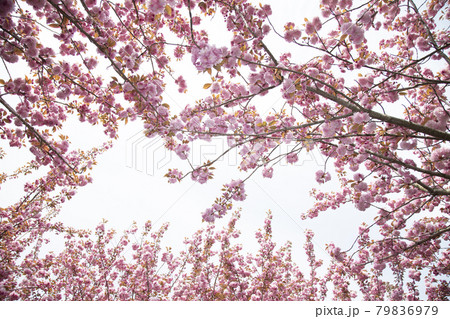 花 春 桜 79836979