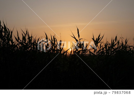 Colourful sunset with reeds in the foreground 79837068