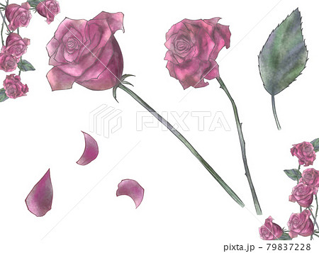 フレーム付きゴシック調薔薇のイラストセット赤 79837228