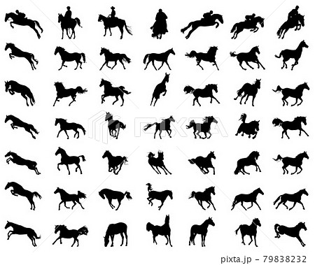 Black silhouettes horses on a white background Black silhouettes horses on a white background 79838232