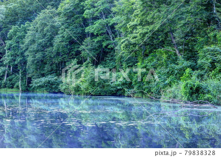 夏の蓮華白池 夏の蓮華白池 79838328