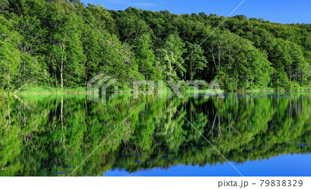 夏の蓮華白池 79838329