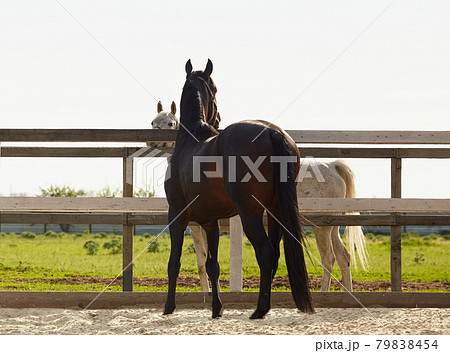 Young stallion walks in a paddock and flirts with a mare 79838454