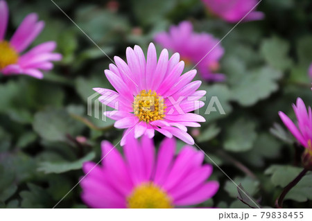 Cut Leaf Daisies growing during the summer 79838455