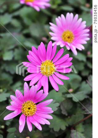 Vertical of three Brachyscome pink flowers growing 79838456