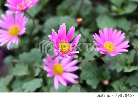 Cut Leaf Daisies growing during the summer 79838457