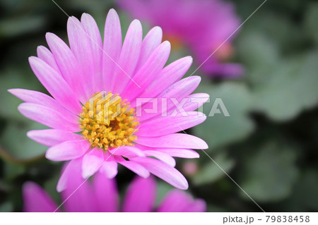 Closeup of a pink Cut Leaf Daisy growing Closeup of a pink Cut Leaf Daisy growing 79838458