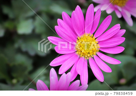 Closeup of a pink Cut Leaf Daisy growing Closeup of a pink Cut Leaf Daisy growing 79838459
