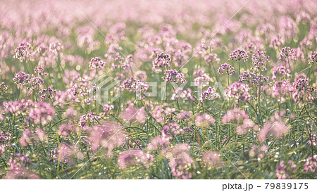 ラッキョウの花　（鳥取県北栄町） 79839175