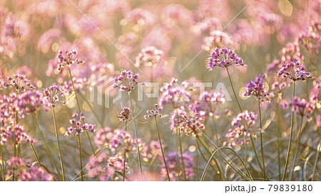 ラッキョウの花　（鳥取県北栄町） 79839180