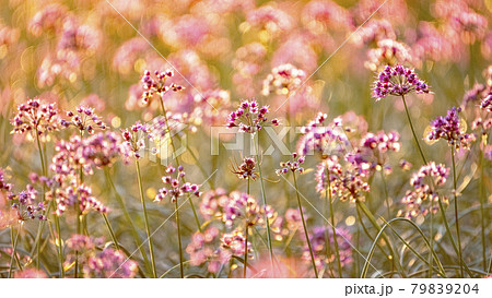 ラッキョウの花 (鳥取県北栄町) ラッキョウの花 (鳥取県北栄町) 79839204