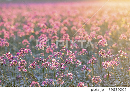 ラッキョウの花 (鳥取県北栄町) ラッキョウの花 (鳥取県北栄町) 79839205