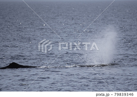 マッコウクジラの潮吹き マッコウクジラの潮吹き 79839346