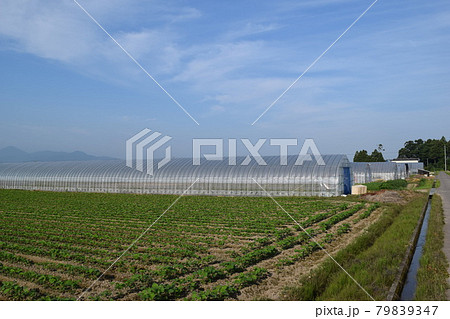 ビニールハウス 温室栽培 79839347