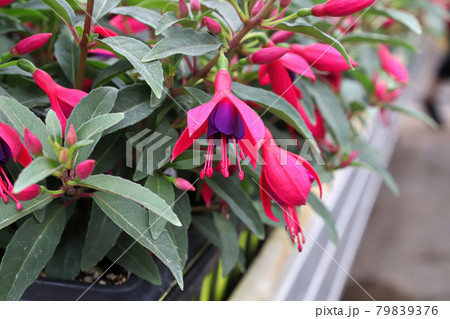 Closeup of fuchsia flowers on a planters table 79839376