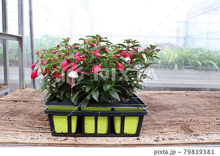 Fuchsia seedling plants with a greenhouse background 79839381
