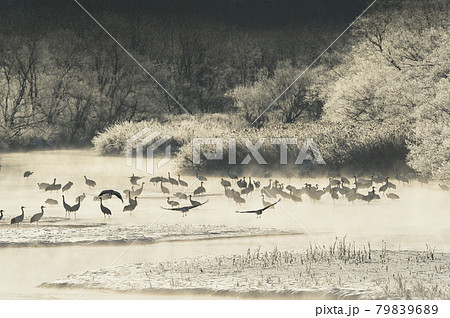 樹氷に囲まれたねぐらから飛び立つタンチョウ（北海道・鶴居） 79839689