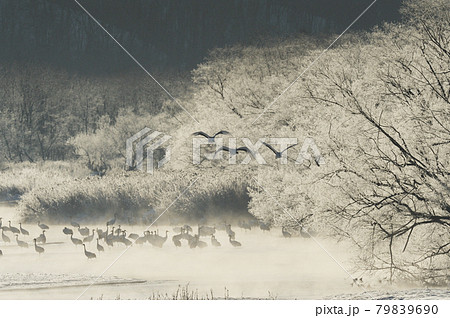 樹氷に囲まれたねぐらから飛び立つタンチョウ（北海道・鶴居） 79839690