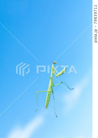 昆虫　透明なガラスの上を歩くカマキリ 79839711