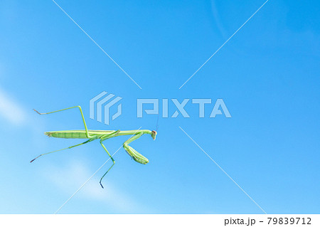 昆虫　透明なガラスの上を歩くカマキリ 79839712
