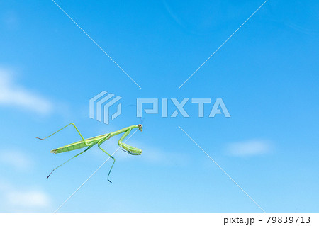 昆虫 透明なガラスの上を歩くカマキリ 昆虫 透明なガラスの上を歩くカマキリ 79839713