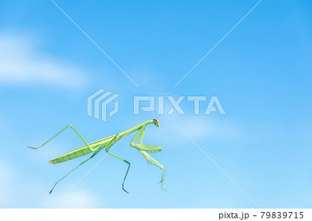 昆虫 透明なガラスの上を歩くカマキリ 昆虫 透明なガラスの上を歩くカマキリ 79839715